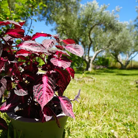 Ferienhaus Dream In Chalkidiki 2 Bedroom With Garden