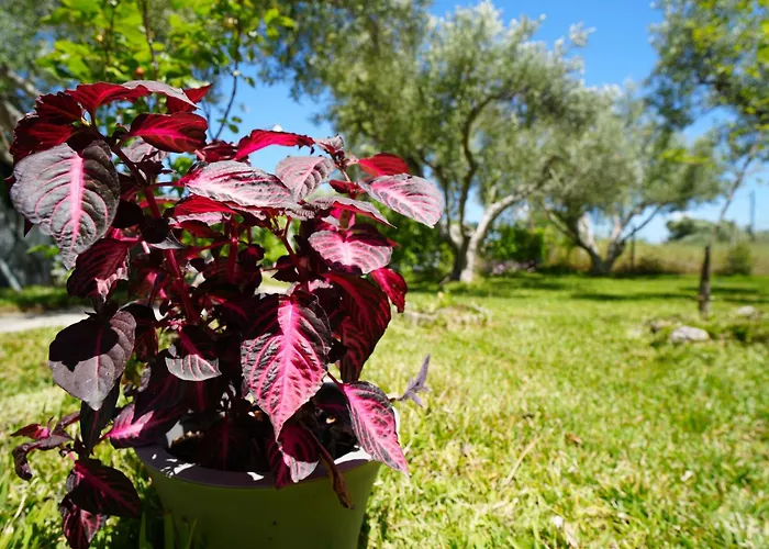 Vakantiehuis Dream In Chalkidiki 2 Bedroom With Garden