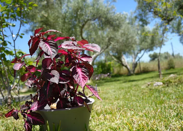 Vakantiehuis Dream In Chalkidiki 2 Bedroom With Garden