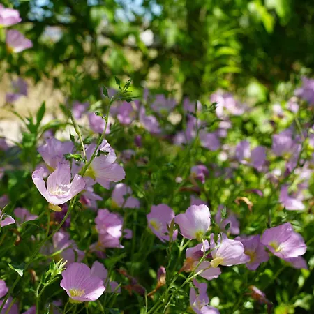 Dream In Chalkidiki 2 Bedroom With Garden Feriehus Nea Triglia