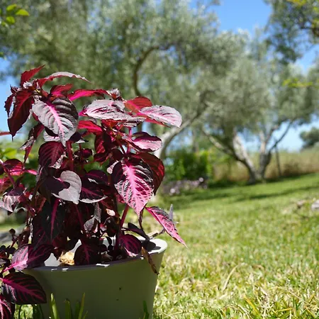 Feriehus Dream In Chalkidiki 2 Bedroom With Garden