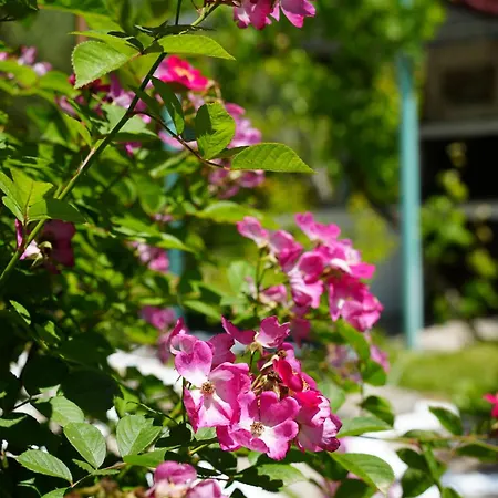 Dream In Chalkidiki 2 Bedroom With Garden Feriehus *