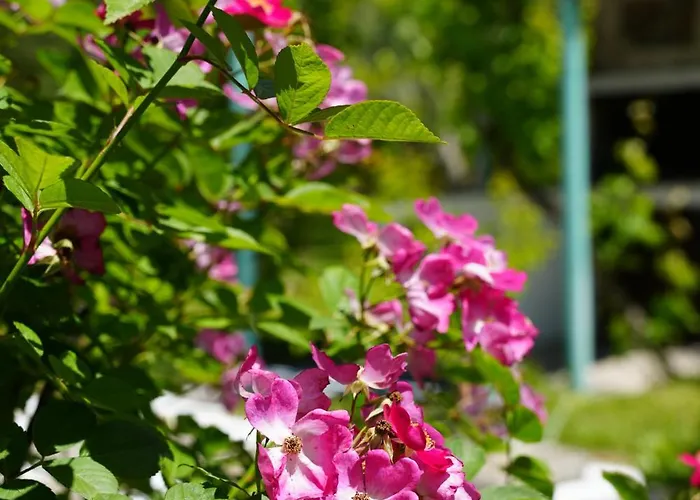 Dream In Chalkidiki 2 Bedroom With Garden Casa de Férias *